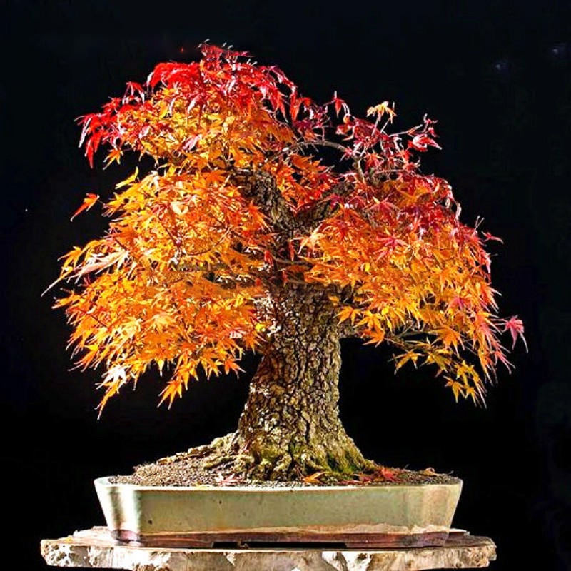 50 Stück rote Ahornsamen, Gartenbonsai, schöne Zimmerpflanze