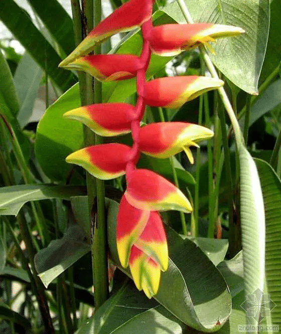 Heliconia Rostrata Pflanzensamen