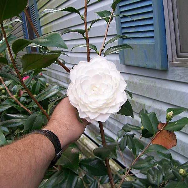 Samen der Camellia japonica
