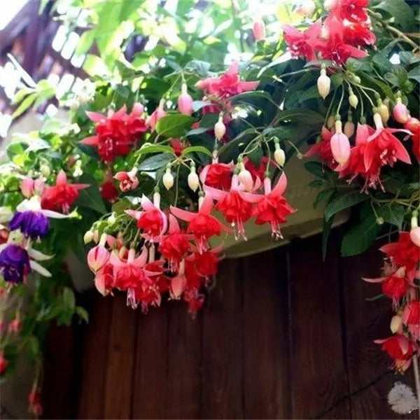 Fuchsia Hybrida Voss Seeds Die Feenblume