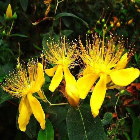 Yellow HypericumGelbe Hypericum-Blumensamen Flowers seeds