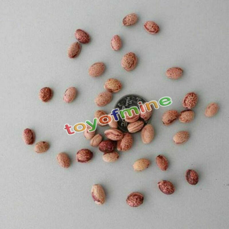 20PCS Cherry Bonsai Bonsai Tree Japanese New Blossoms Sakura seeds Flower Seeds