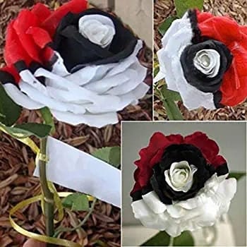 Pokémon-Rose – Seltene rot-weiß-schwarze Rose