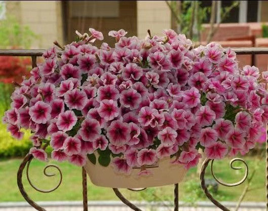 100 Stück hängende Petuniensamen im Topf, einfache Pflanzung, hängende Blumensamen