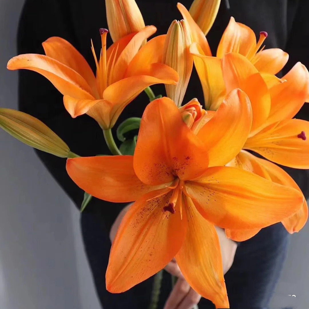 Parfüm-Lilien-Zwiebeln, Topfpflanzen, Blumensamen