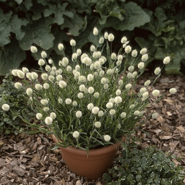Bunny Tails Ziergrassamen
