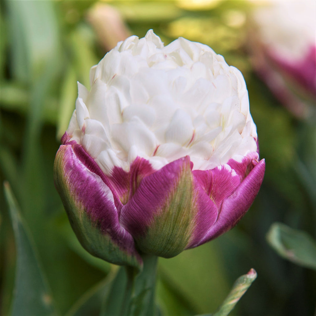 Schöne Eiscreme-Tulpenzwiebeln