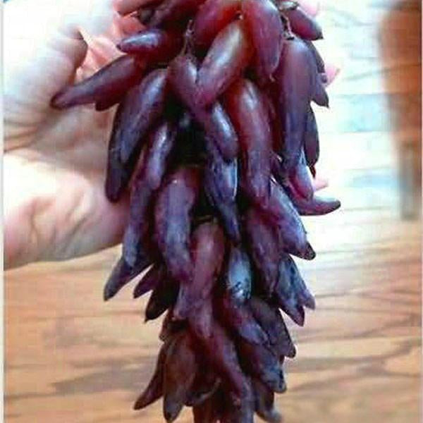 Fortgeschrittene Finger-Grape-Fruchtsamen