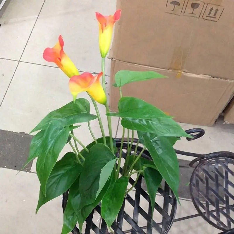 Egrow 50 Stück Calla-Liliensamen für den Garten, Balkon, im Topf, mehrjährige Blumensamen, Bonsai-Efeu-Blumen