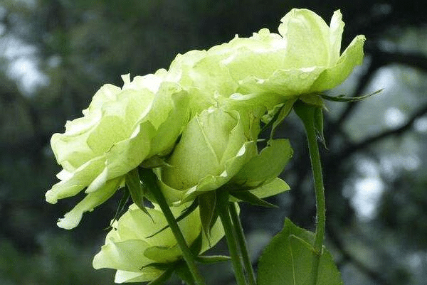 Grüne Rosenblumensamen