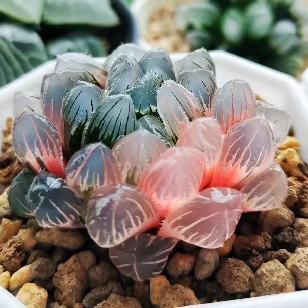 Advanced Rare Boutique Succulents Blue Mirror Jade Dew