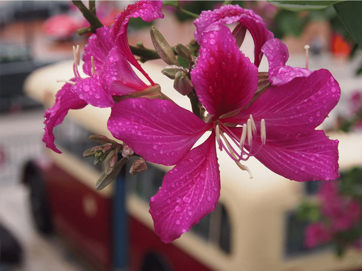 Bauhinia Purpurea, Lila Orchideenbaum – 20 Stück Samen