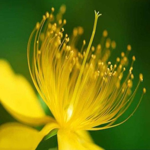 Yellow HypericumGelbe Hypericum-Blumensamen Flowers seeds