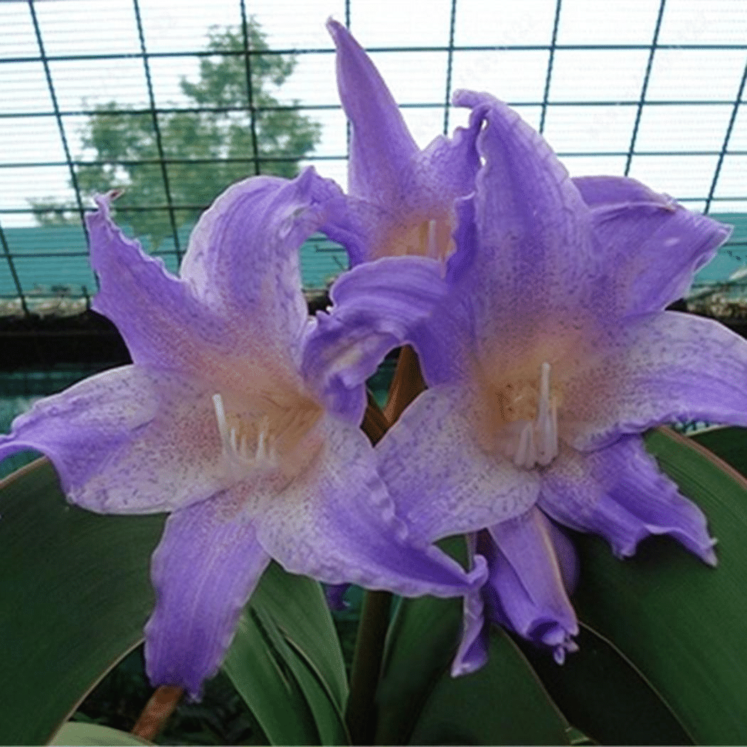 50 Partikel Hippeastrum rutilum Samen Bonsai Hausgarten Balkonpflanzen