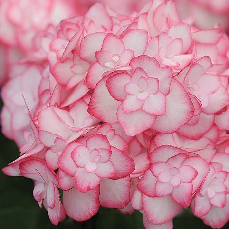 Freilandhortensie 'Miss Saori Purple' 50 Samen