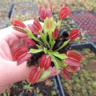 VENUSFLIEGENSAMEN, PFLANZENSAMEN, INSEKTENFRESSENDE PFLANZE, 100 SAMEN