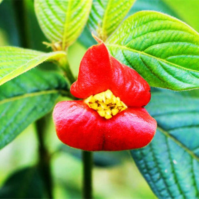 Psychotria Elata-Samen, Red Hot Lips-Blumensamen, 100 Stück/Packung