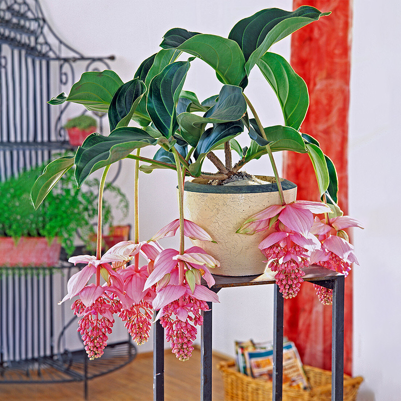 Medinilla Magnifica Blumensamen