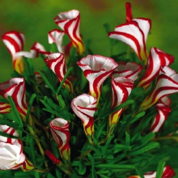 50 Stück Zuckerstangen-Sauerampfer-Oxalis-Versicolor-Samen, Gartenblumen