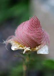 Dreiblütige Malve, Prairie Smoke 50 Samen