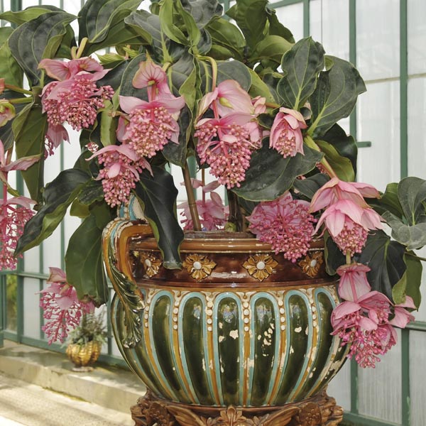 🌺Medinilla Magnifica Flower Seeds