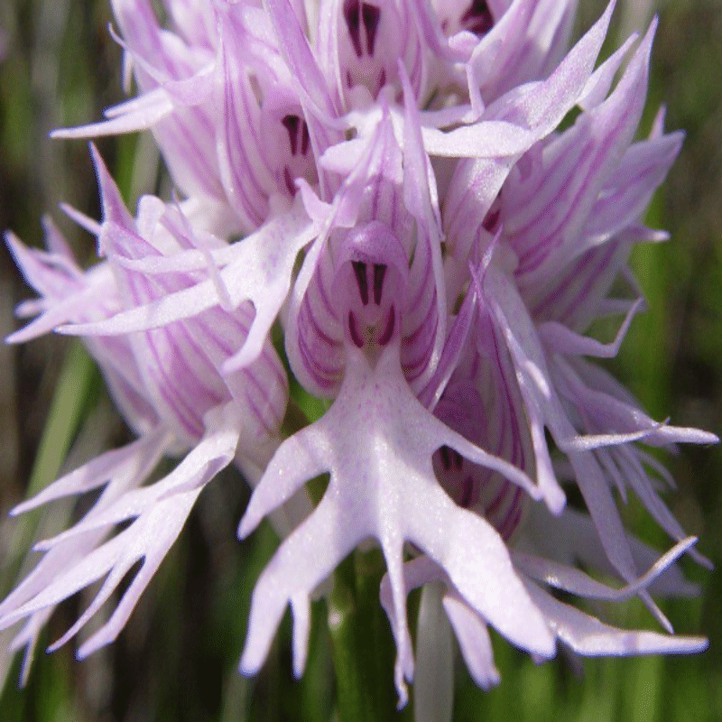 Orchis italica Seltene humanoide Orchideensamen