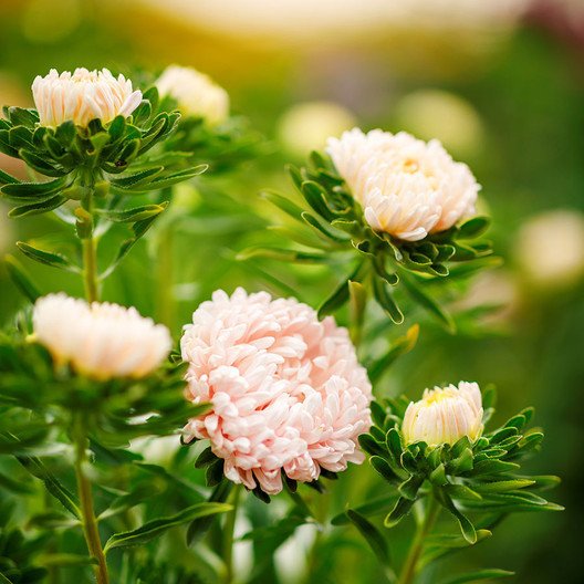 Rosa Drachenaster 50 Samen