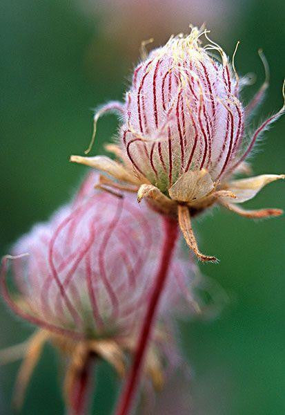 Dreiblütige Malve, Prairie Smoke 50 Samen