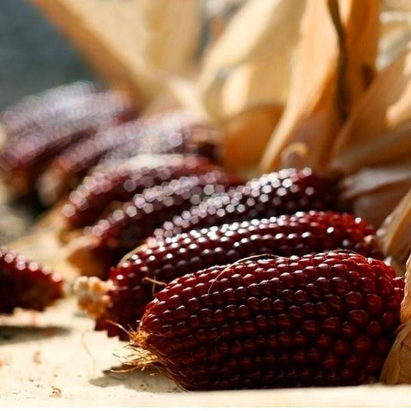 Egrow 50 Stück/Packung Jackfrucht-Erdbeersamen, Gartenpflanzen, Obstsamen