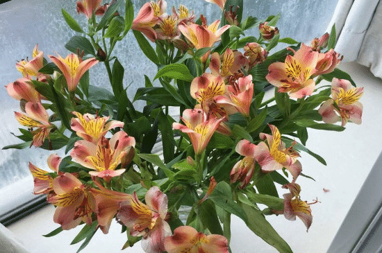Alstroemeria Aurea Blumensamen
