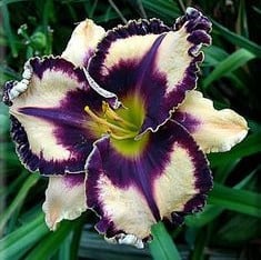 Taglilien-Hybridblumensamen, Hemerocallis-Hybride, 20 Stück/Packung