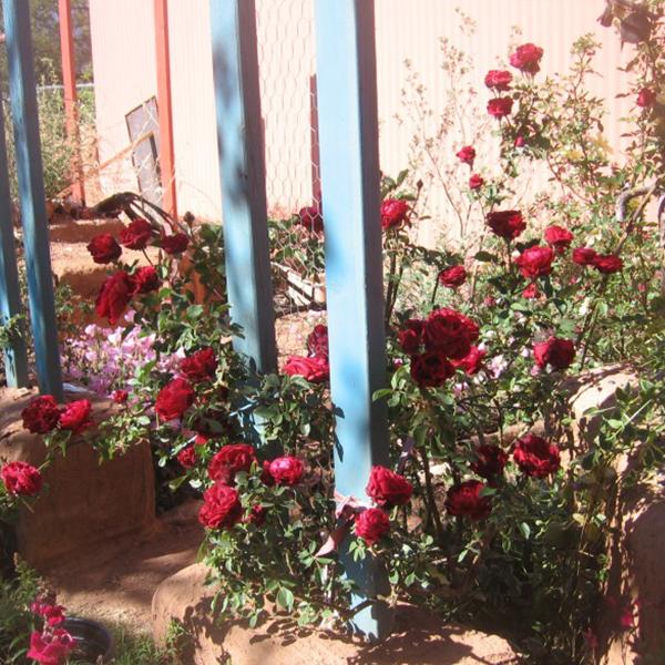 Explosion Kletterrosengartensamen