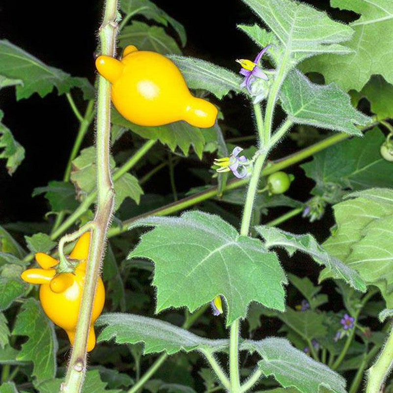 Seltene exotische Nippelfruchtsamen