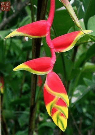 Heliconia Rostrata Pflanzensamen