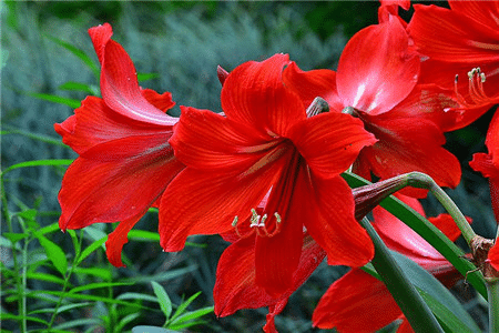 50 Partikel Hippeastrum rutilum Samen Bonsai Hausgarten Balkonpflanzen