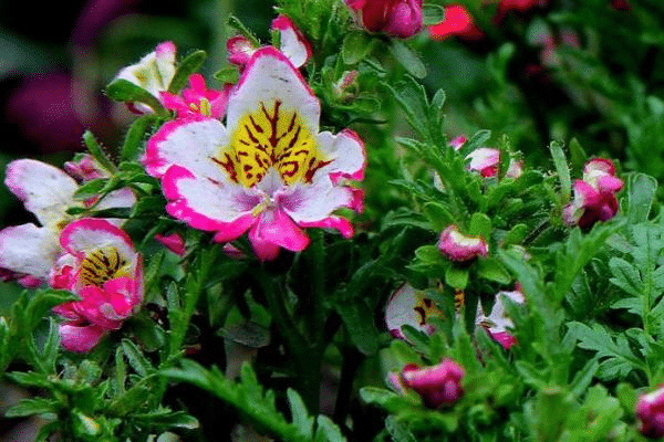 SCHMETTERLINGSBLUME - ENGELSFLÜGEL MISCHUNG