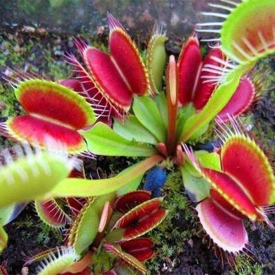 VENUSFLIEGENSAMEN, PFLANZENSAMEN, INSEKTENFRESSENDE PFLANZE, 100 SAMEN