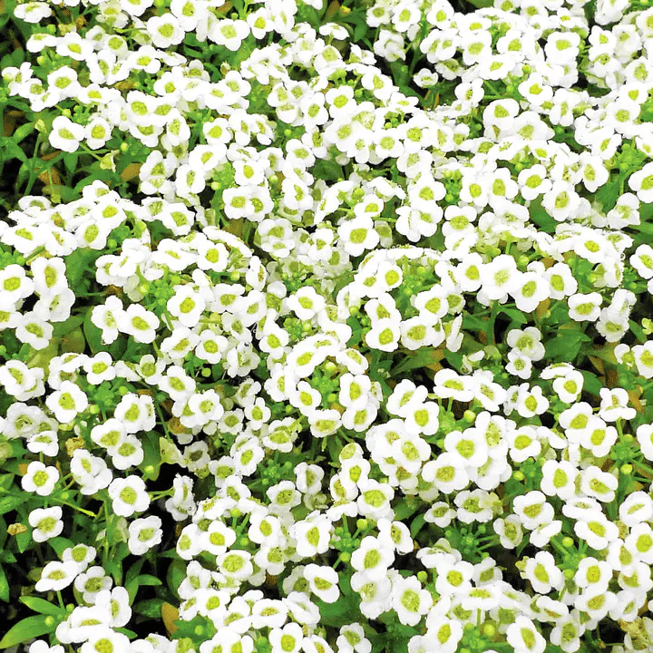 50 Stück Alyssum-Samen, Royal Carpet