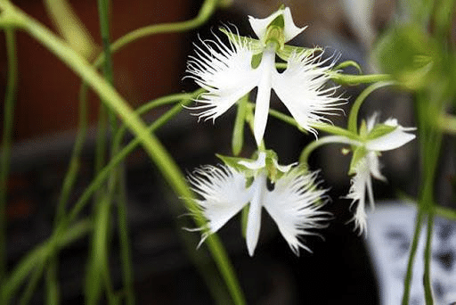 Habenaria strahlte aus