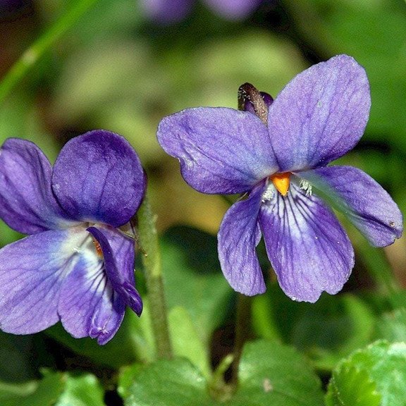 Süße Veilchensamen (Viola odorata), Packung mit mehr als 40 Samen