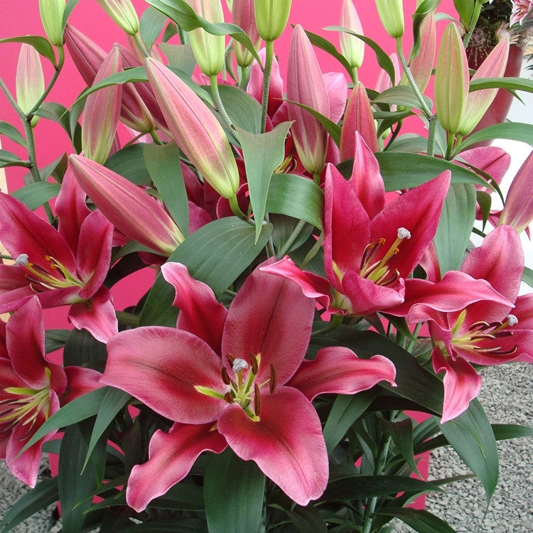 Parfüm-Lilien-Zwiebeln, Topfpflanzen, Blumensamen