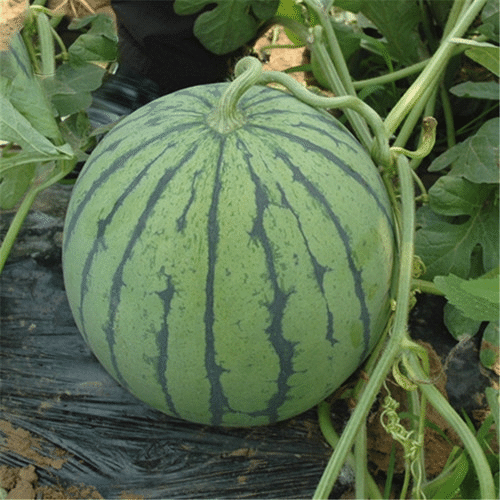 Rotfleischige, dünnhäutige süße Wassermelone