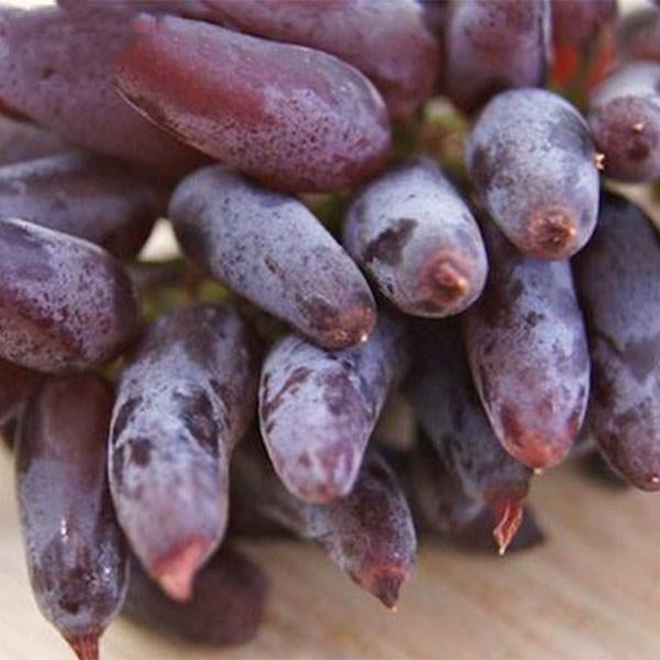 Fortgeschrittene Finger-Grape-Fruchtsamen