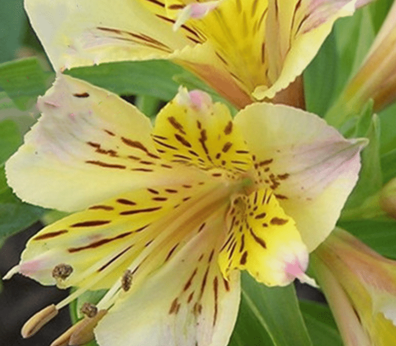 Alstroemeria Aurea Blumensamen