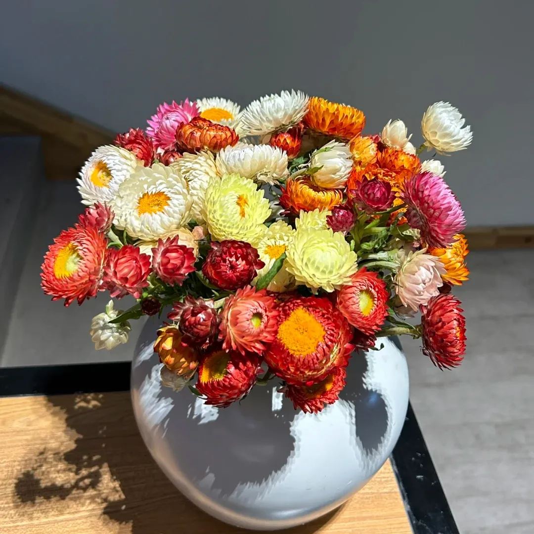 100 Seeds-Mixed Strawflowers Helichrysum Flower Seeds-Everlasting Daisy