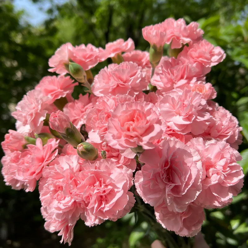 Colorful Carnation Seeds