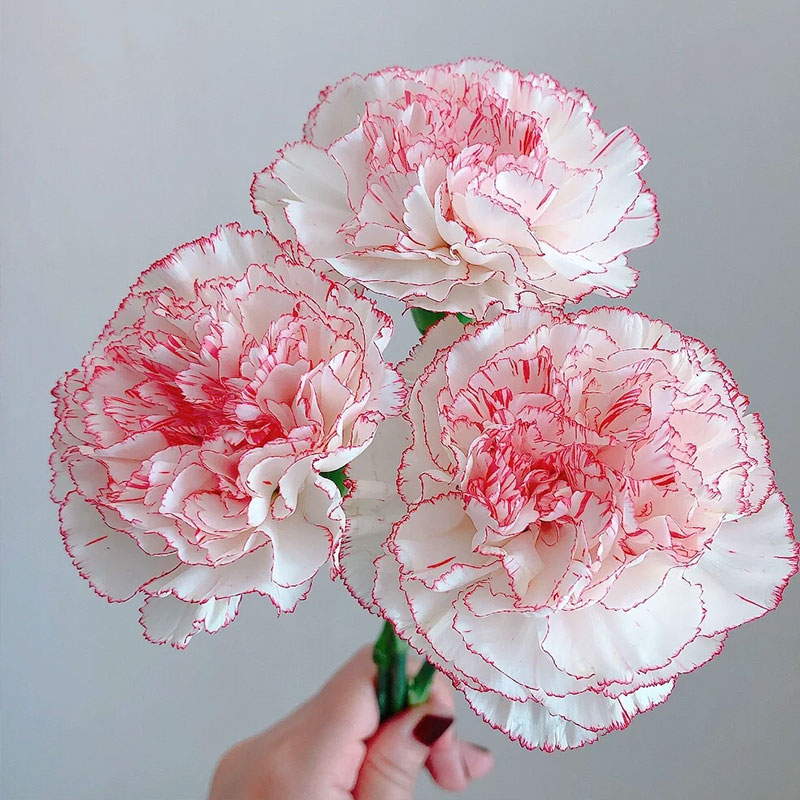 Colorful Carnation Seeds