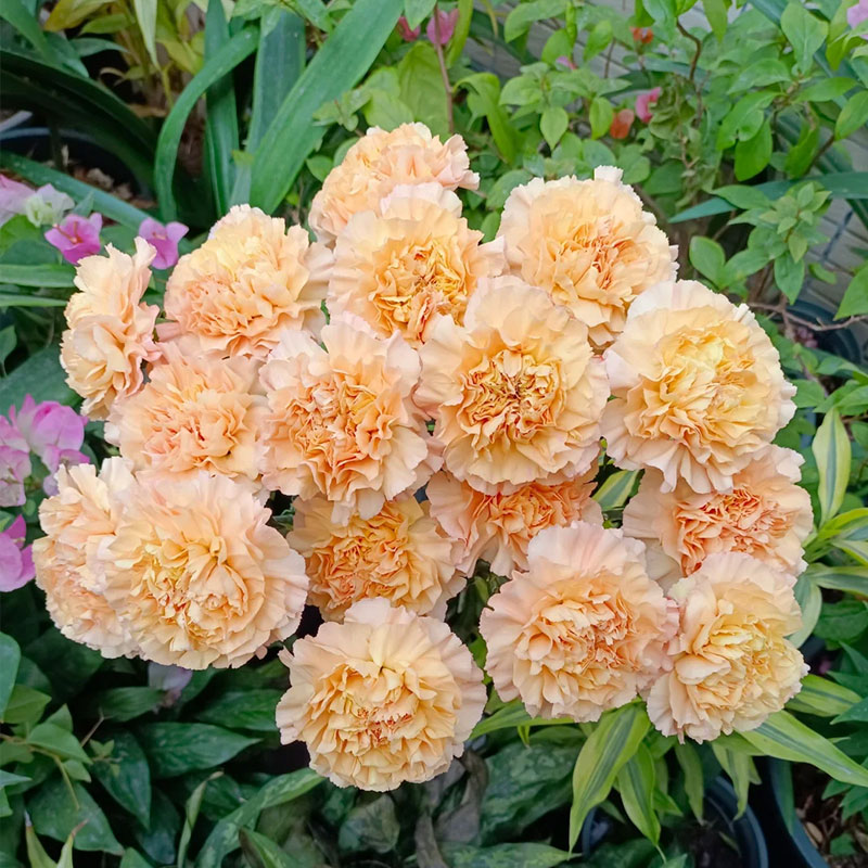 Colorful Carnation Seeds