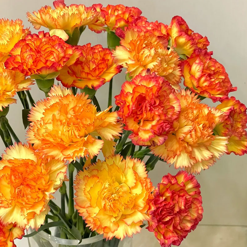 Colorful Carnation Seeds