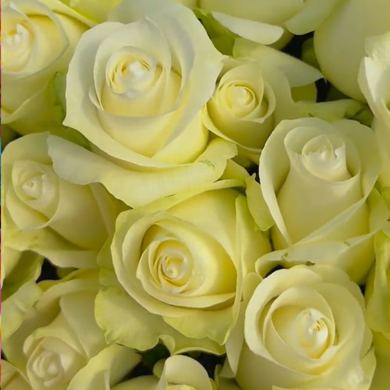 🌹Colorful Roses Seeds🌹